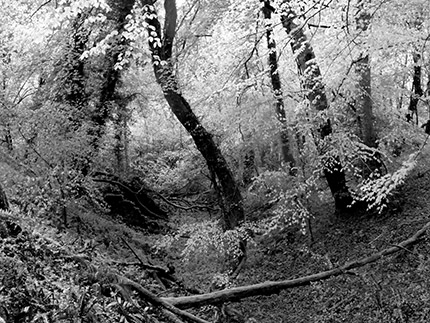 Ancienne carrière abandonnée dans la forêt de Saint-Benin-des-Bois. Photo de Marie-France Pataki-Suffert.